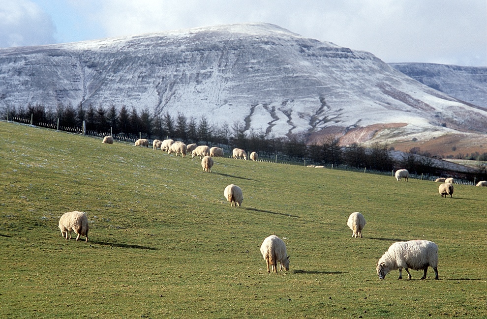Oprócz szachownicy pól, to właśnie owce są jednym z głównych składników krajobrazu angielsko-walijskiego pogranicza.