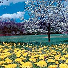 Mniszek pospolity (Taraxacum officinale) na łące