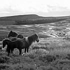 Półdzikie konie w Black Moutains