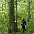 Jodły w Puszczy Karpackiej